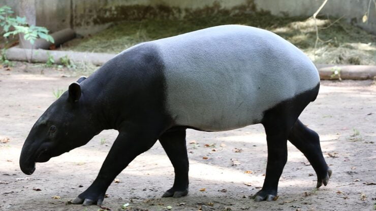 Tapir Malaya berdepan ancaman apabila sering maut akibat kemalangan jalan raya