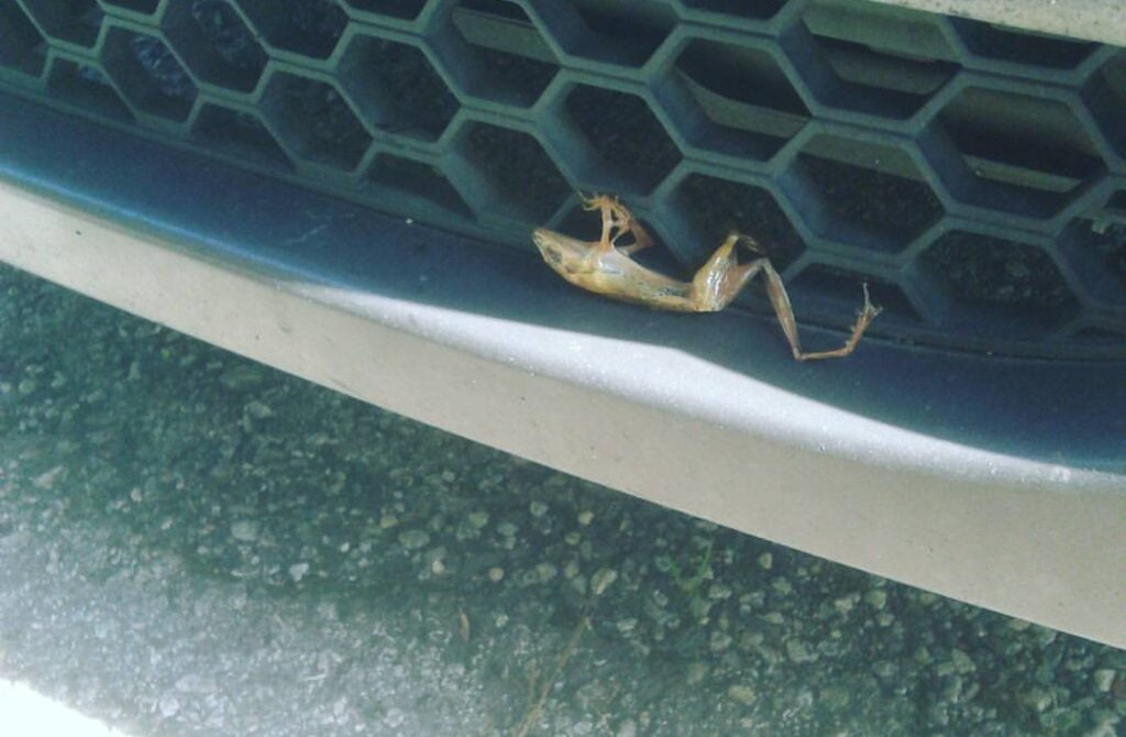 Semoga kita semua tidak menerima nasib sama seperti katak ini