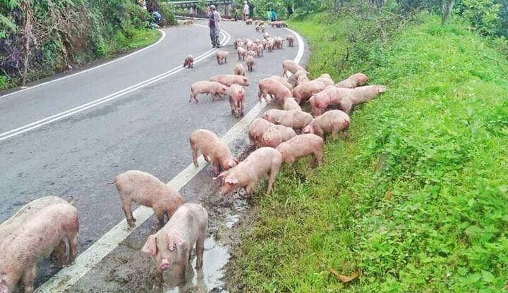 Sekawan babi berkeliaran di tepi jalan ini boleh mengundang bahaya kepada orang ramai