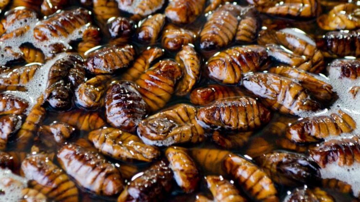 Istilah Katsaridaphobia bermaksud takut kepada lipas