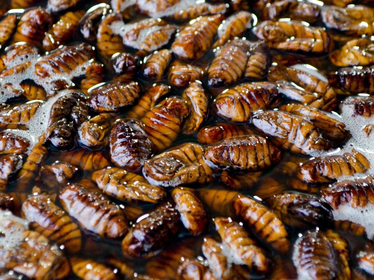 Istilah Katsaridaphobia bermaksud takut kepada lipas