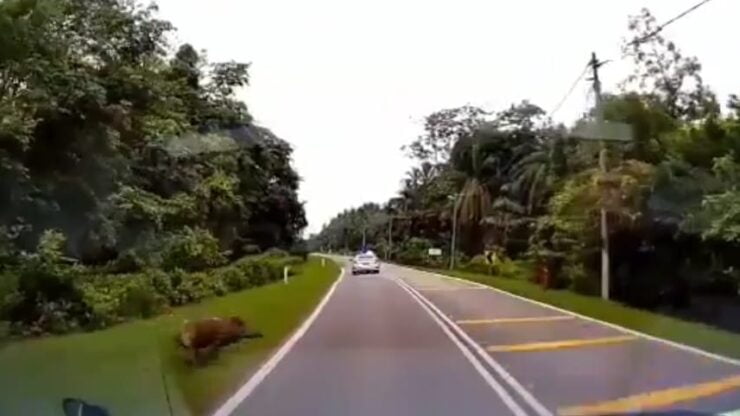 Seekor babi dilanggar sebuah kenderaan pacuan empat roda membawa vaksin Covid-19 di Pahang. - Foto tangkap layar ihsan Twitter/Sufian Suhaimi