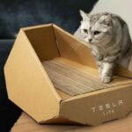 tesla cybertruck kucing 01