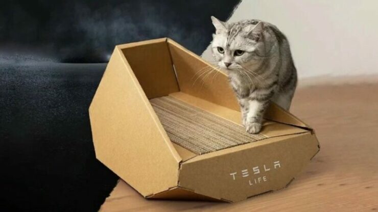 tesla cybertruck kucing 01