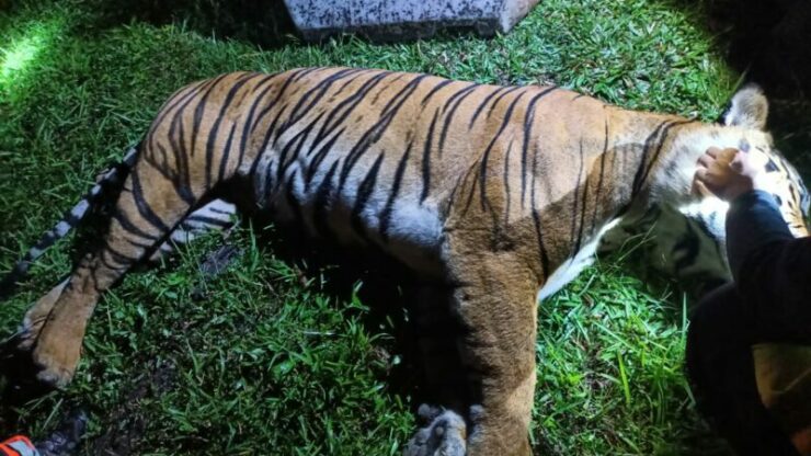 harimau mati dilanggar 01