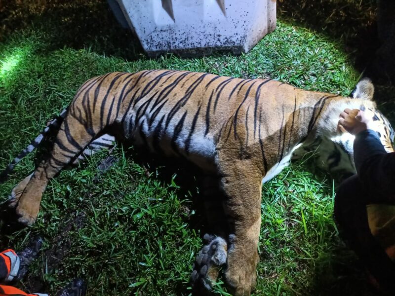 harimau mati dilanggar 01