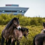 kilang porsche lepizig 03